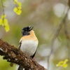 Penkava jikavec - Fringilla montifringilla - Brambling 4818